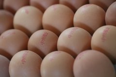 雞籠對蛋雞產蛋的階段飼養(yǎng)方法